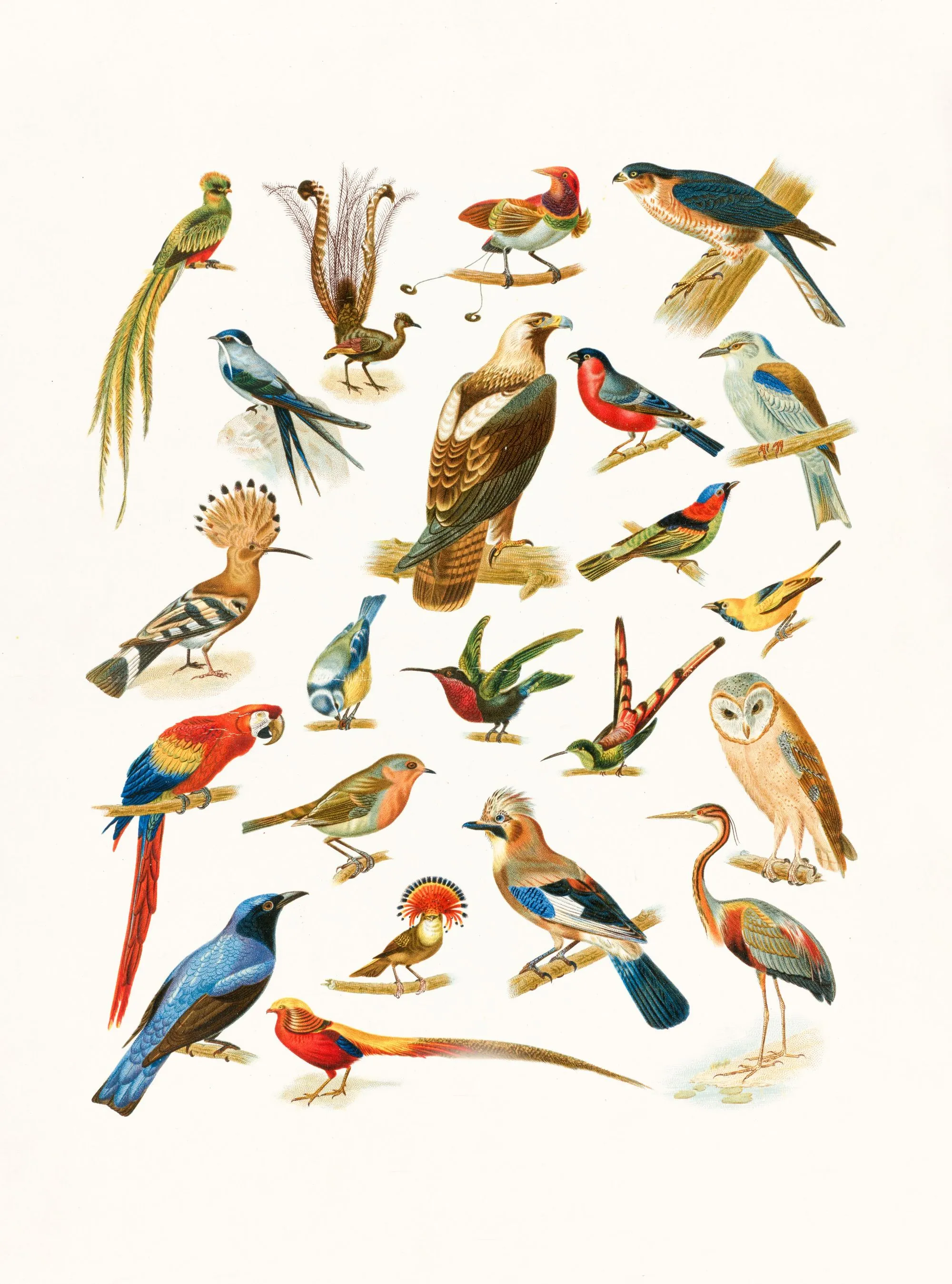 marketing birds